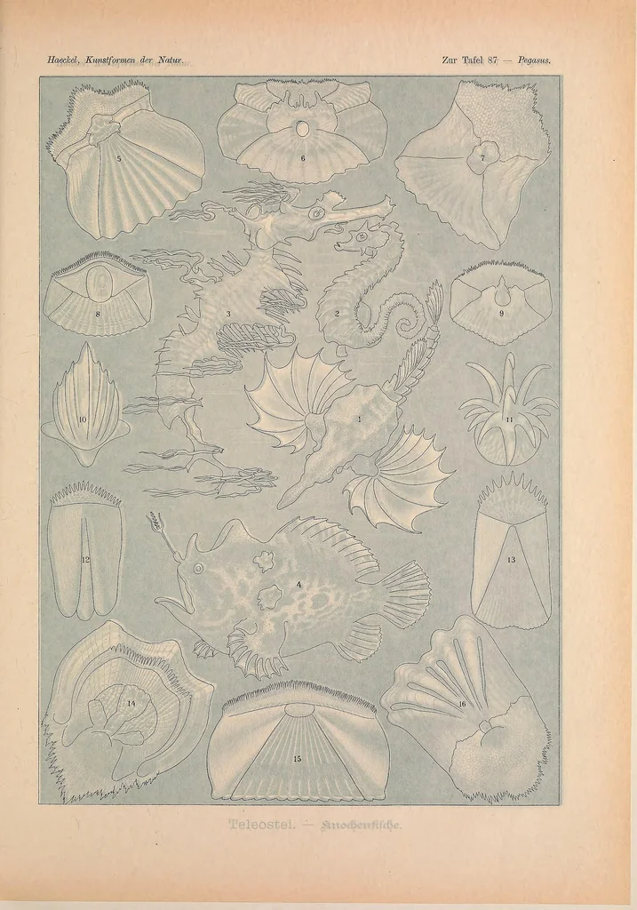 An illustration from Kunstformen der Natur (Tafel 87) BHL47388425, 1899