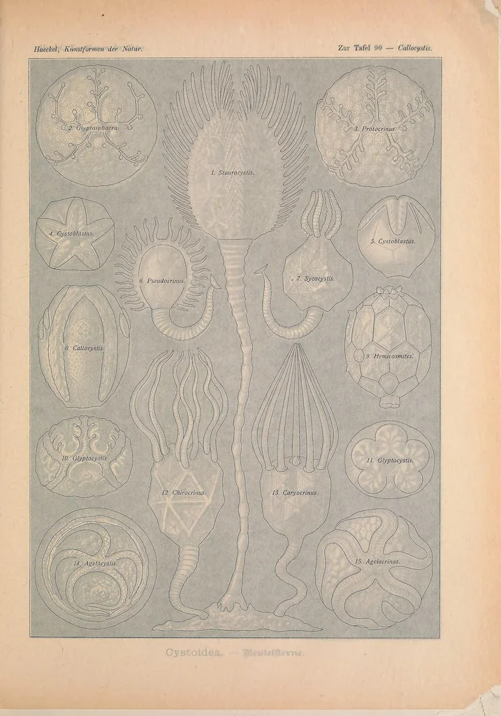 An illustration from Kunstformen der Natur (Tafel 90) BHL47388439, 1899