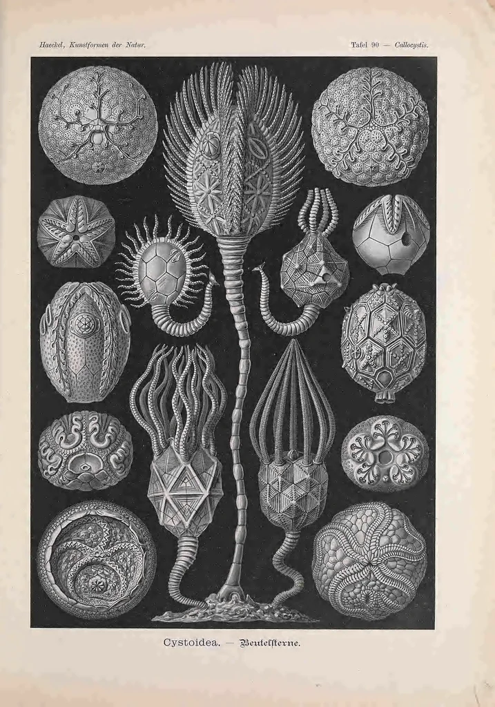 An illustration from Kunstformen der Natur (Tafel 90) BHL47388441, 1899