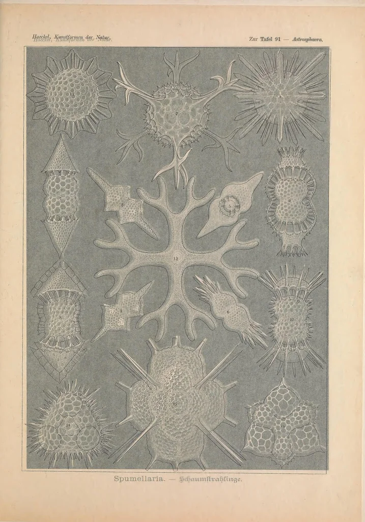 An illustration from Kunstformen der Natur (Tafel 91) BHL47388451, 1899