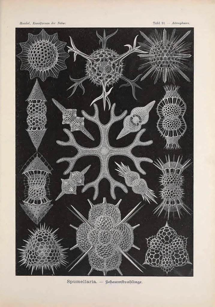 An illustration from Kunstformen der Natur (Tafel 91) BHL47388453, 1899
