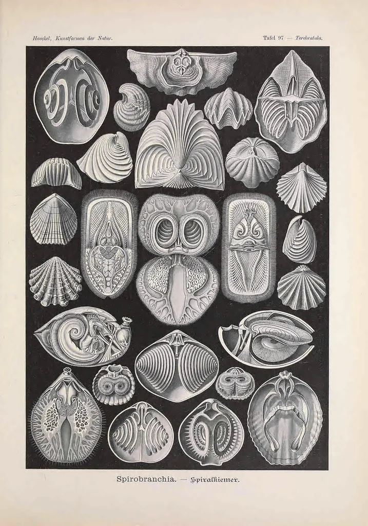 An illustration from Kunstformen der Natur (Tafel 97) BHL47388483, 1899