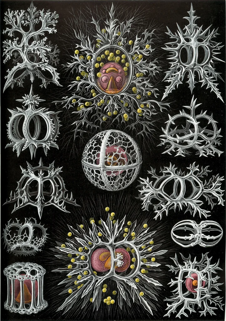 An illustration from Haeckel Stephoidea, 1904