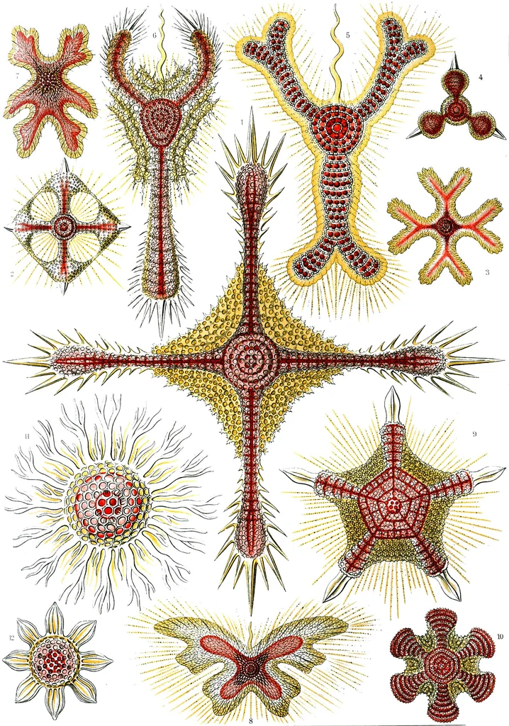 An illustration from Haeckel Discoidea, 1904