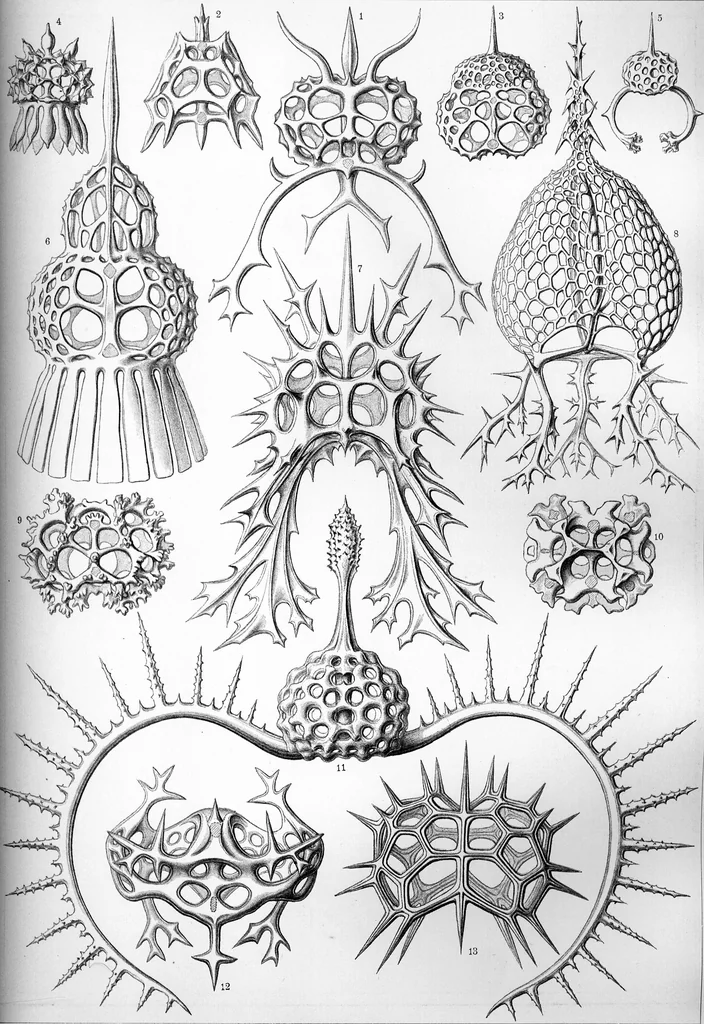 An illustration from Haeckel Spyroidea, 1904