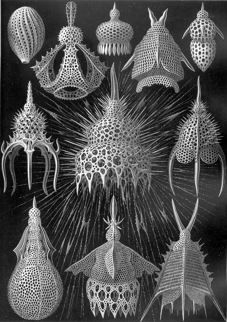 An illustration from Haeckel Cyrtoidea, 1904