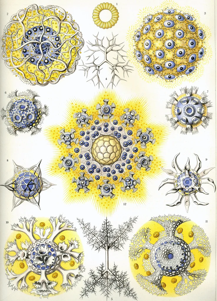An illustration from Haeckel Polycyttaria, 1904