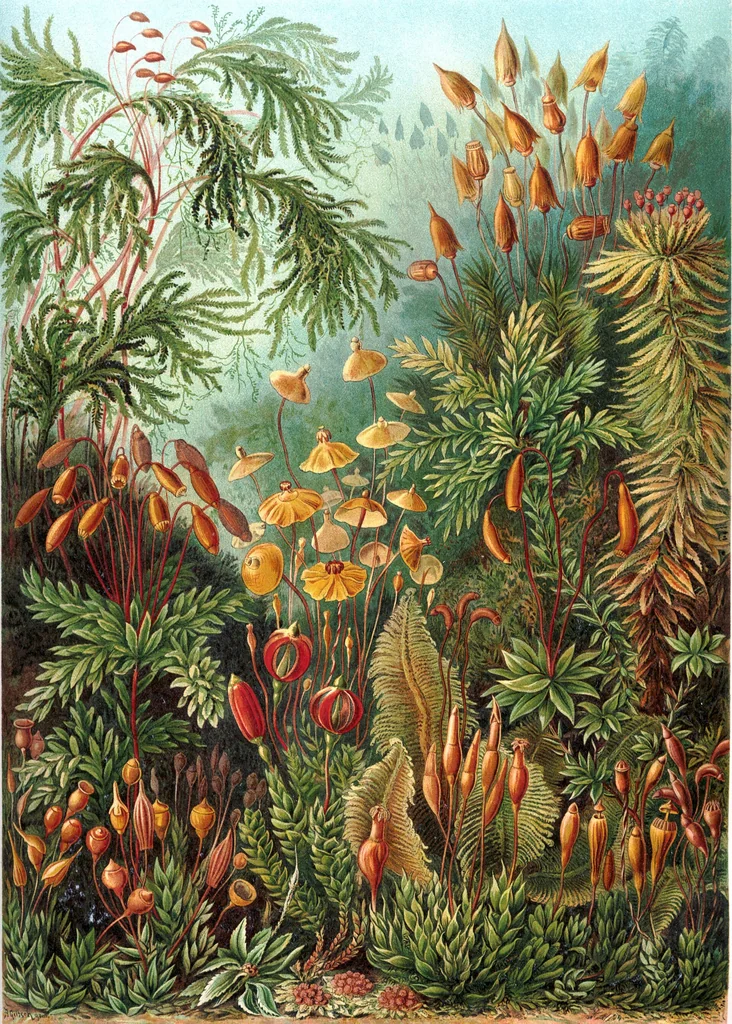 An illustration from Haeckel Muscinae, 1904