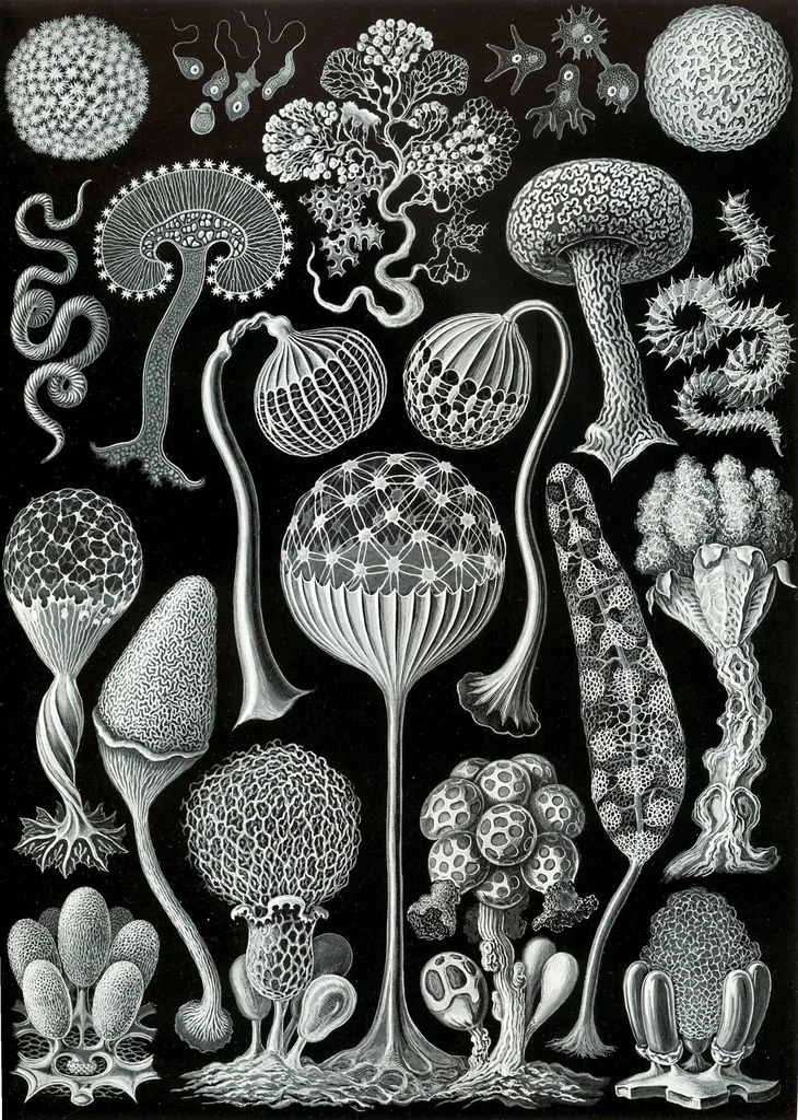 An illustration from Haeckel Mycetozoa, 1904