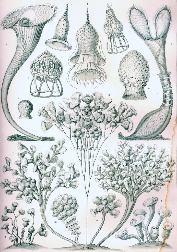 An illustration from Haeckel Ciliata, 1904