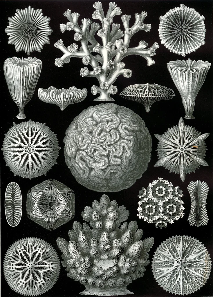 An illustration from Haeckel Hexacoralla, 1904