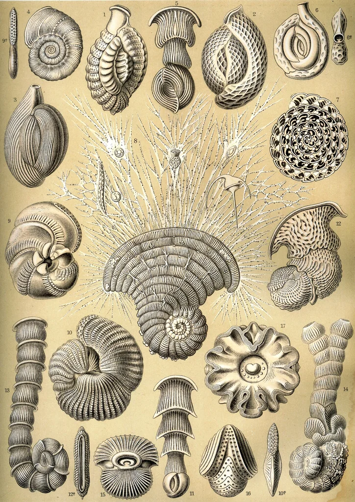 An illustration from Haeckel Thalamophora 12, 1904