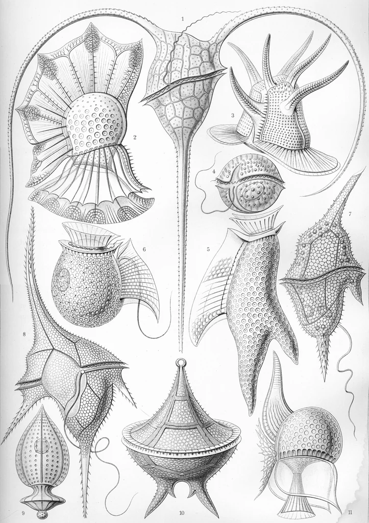 An illustration from Haeckel Peridinea, 1904
