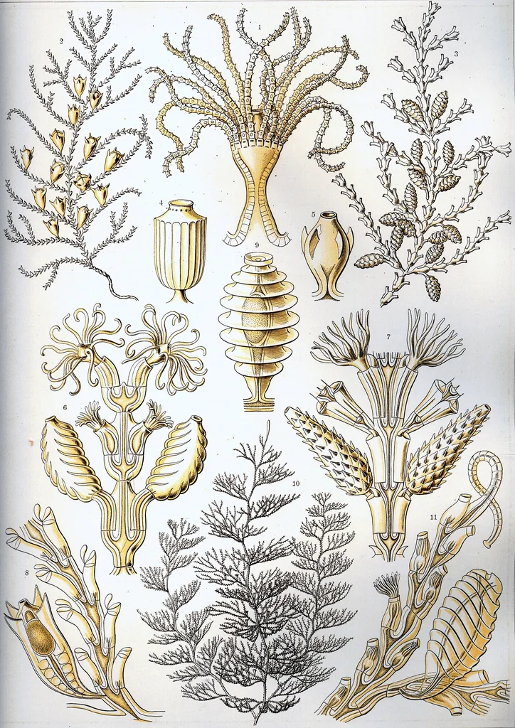 An illustration from Haeckel Sertulariae, 1904