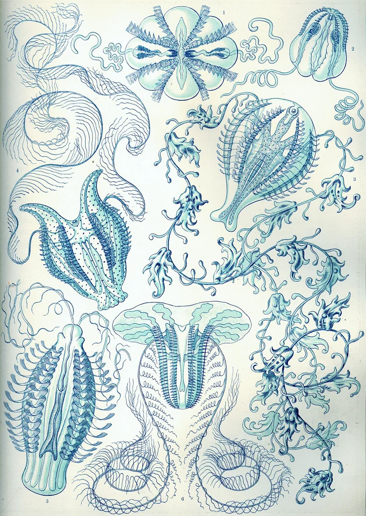 An illustration from Haeckel Ctenophorae, 1904