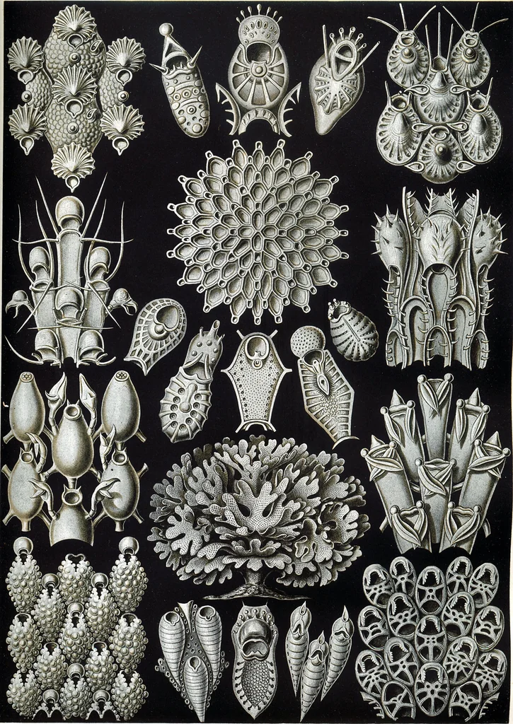An illustration from Haeckel Bryozoa 33, 1904