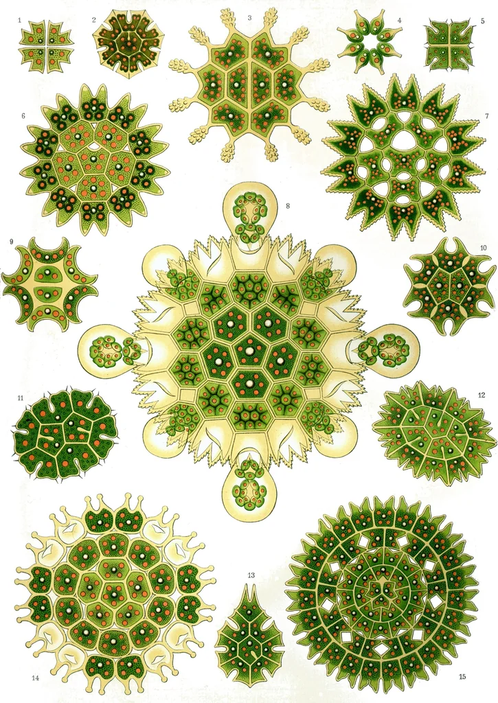 An illustration from Haeckel Melethallia, 1904