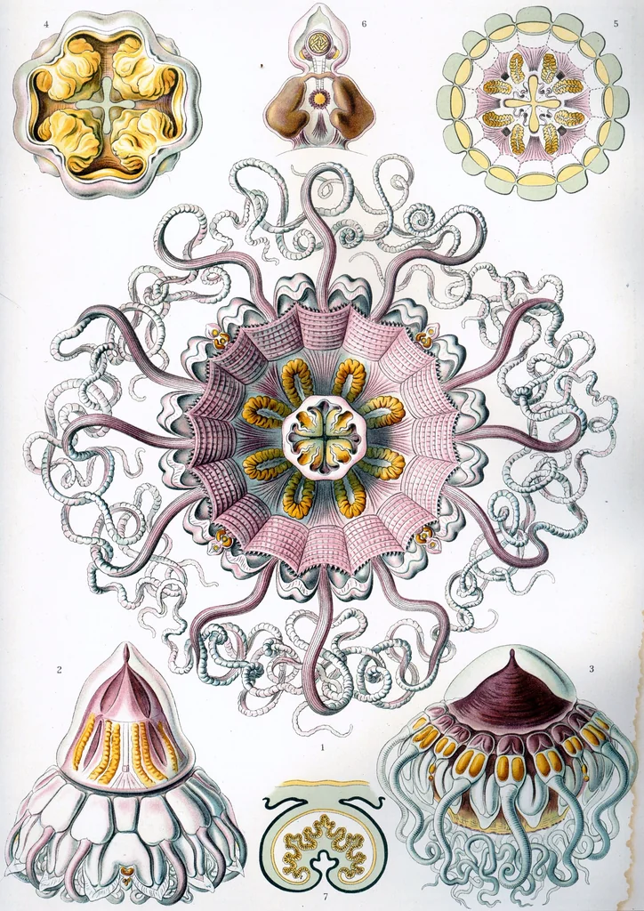 An illustration from Haeckel Peromedusae, 1904