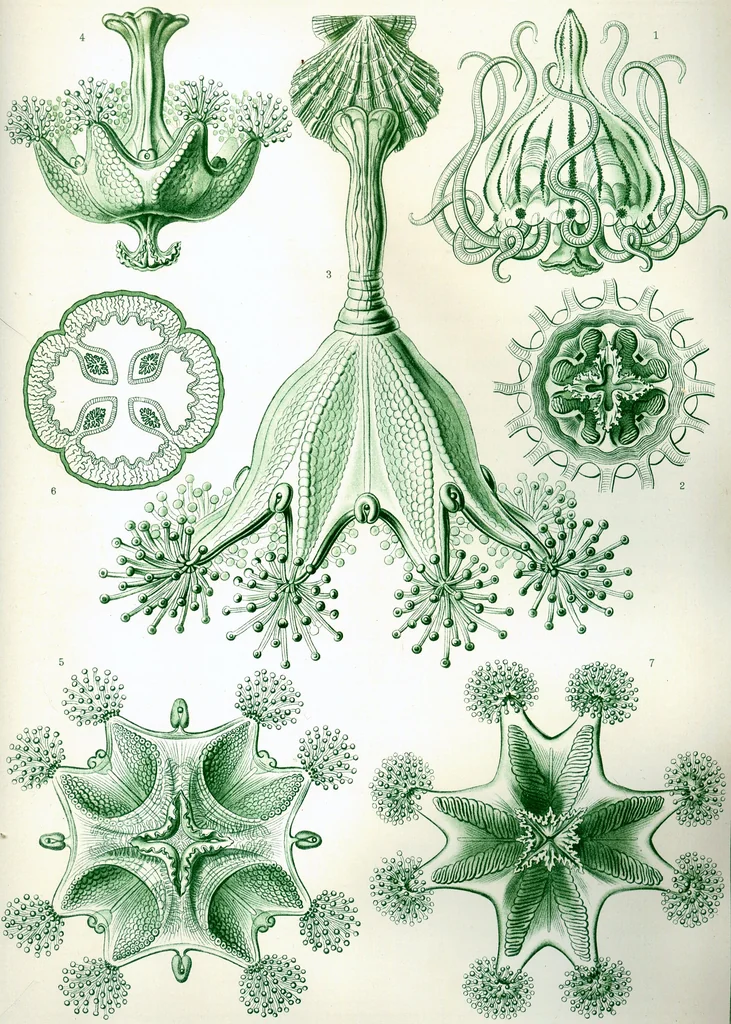 An illustration from Haeckel Stauromedusae, 1904