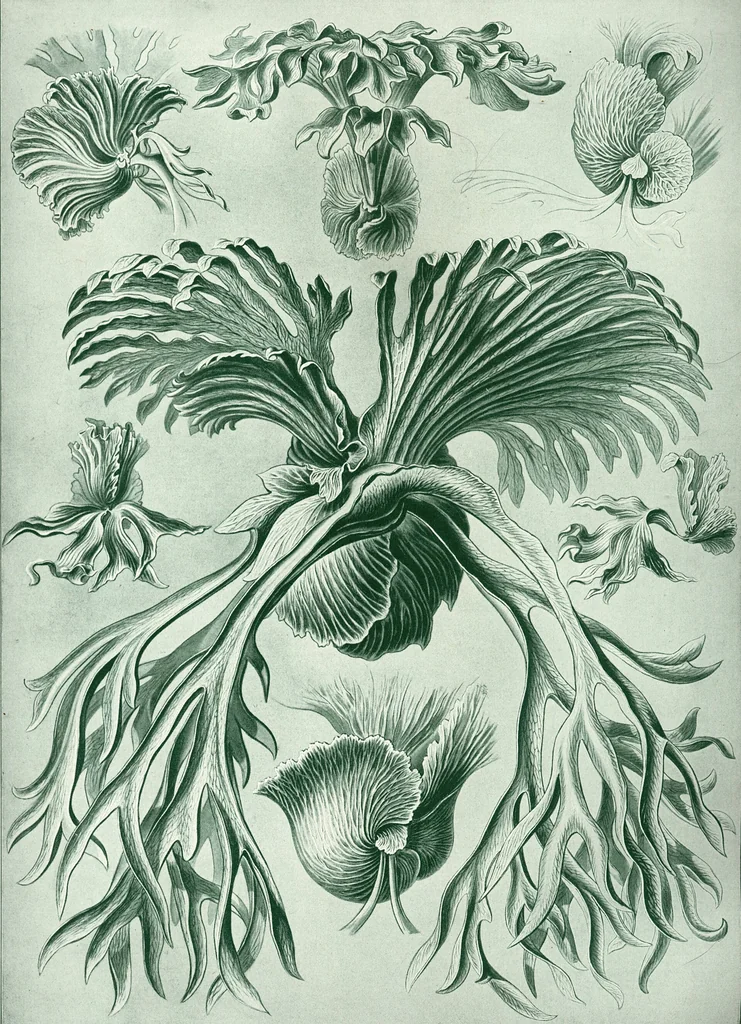 An illustration from Haeckel Filicinae, 1904
