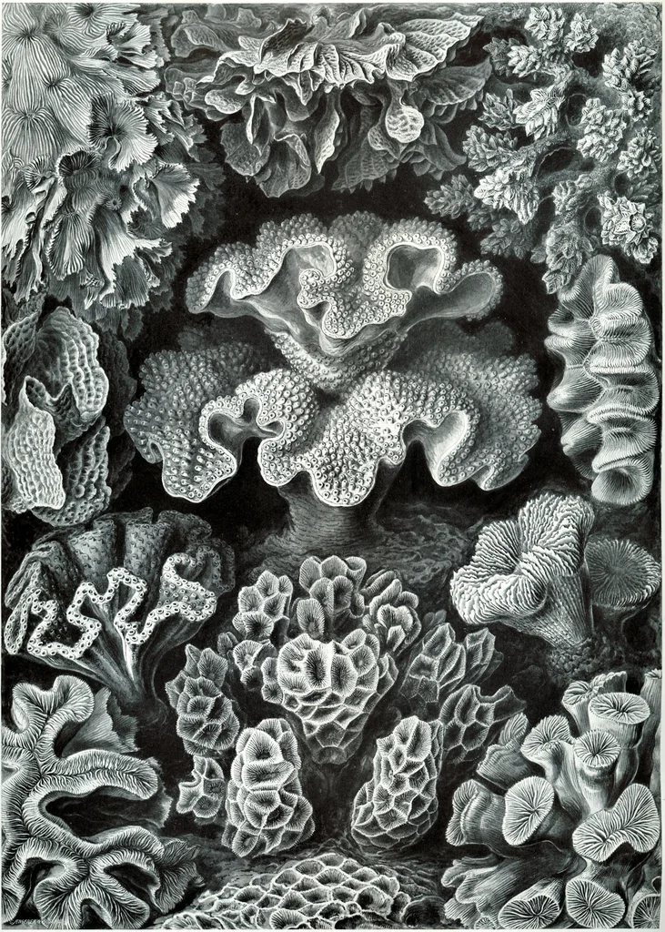 An illustration from Haeckel Hexacoralla 69, 1904