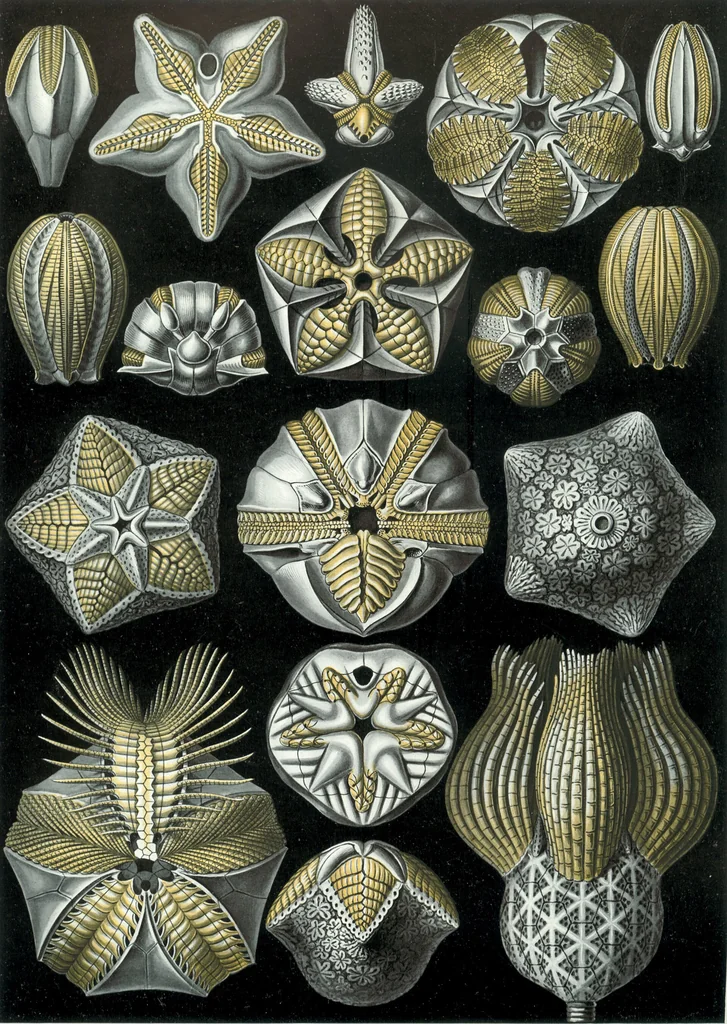 An illustration from Haeckel Blastoidea, 1904