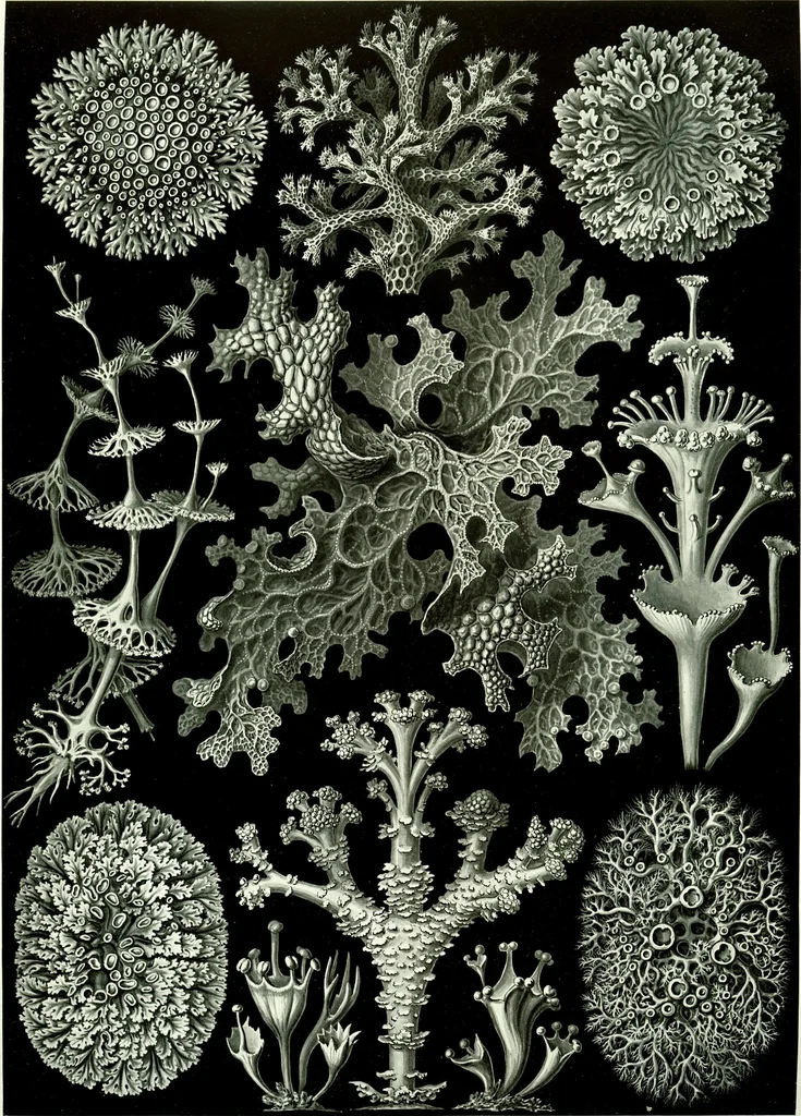 An illustration from Haeckel Lichenes, 1904