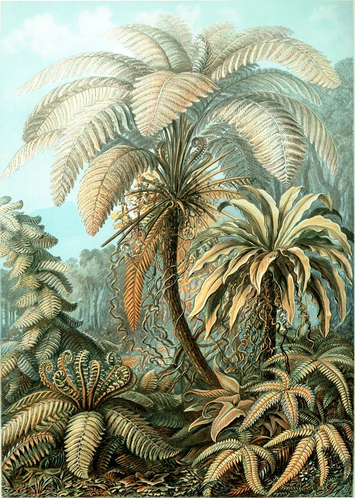 An illustration from Haeckel Filicinae 92, 1904