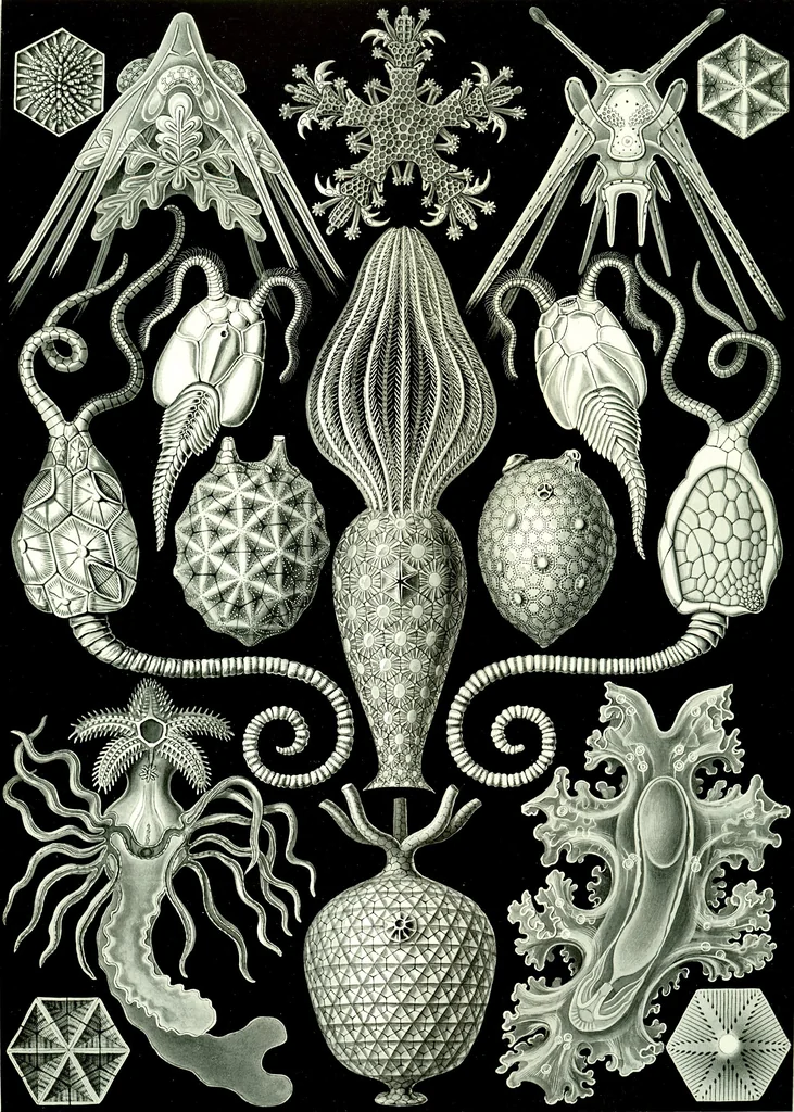 An illustration from Haeckel Amphoridea, 1904