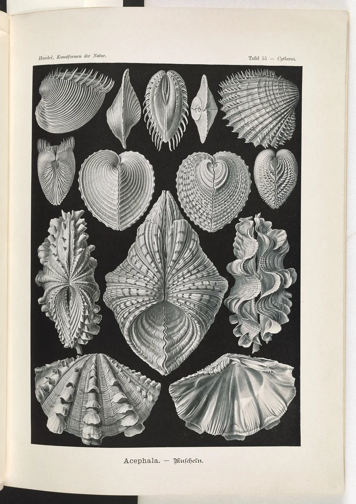 An illustration from Acephala. - Muscheln LCCN2014645038, 1904