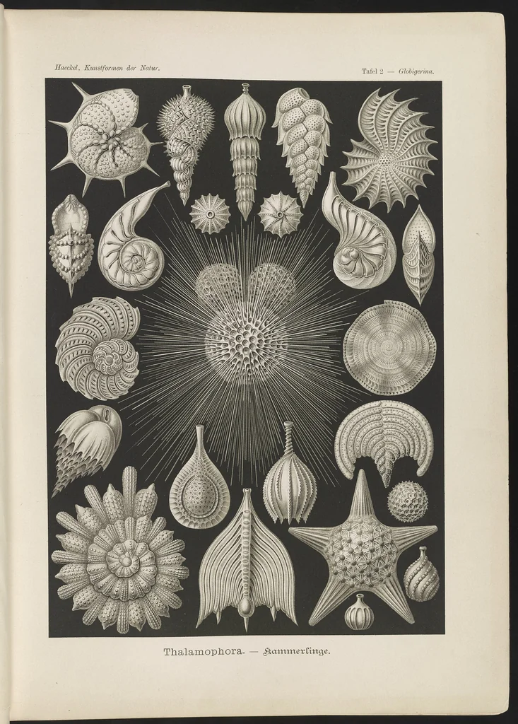 An illustration from Thalamophora. - Kammerlinge LCCN2015647733, 1904