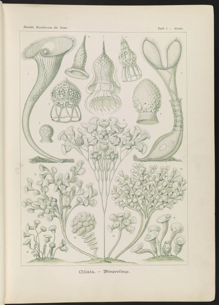 An illustration from Ciliata. - Wimperlinge LCCN2015647734, 1904