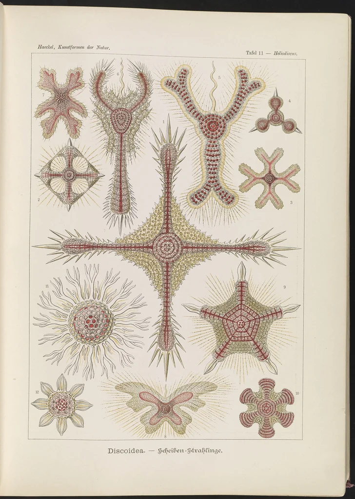 An illustration from Discoidea. - Scheiben-Strahlinge LCCN2015647741, 1904