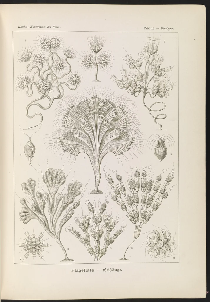 An illustration from Flagellata. - Geiklinge LCCN2015648900, 1904