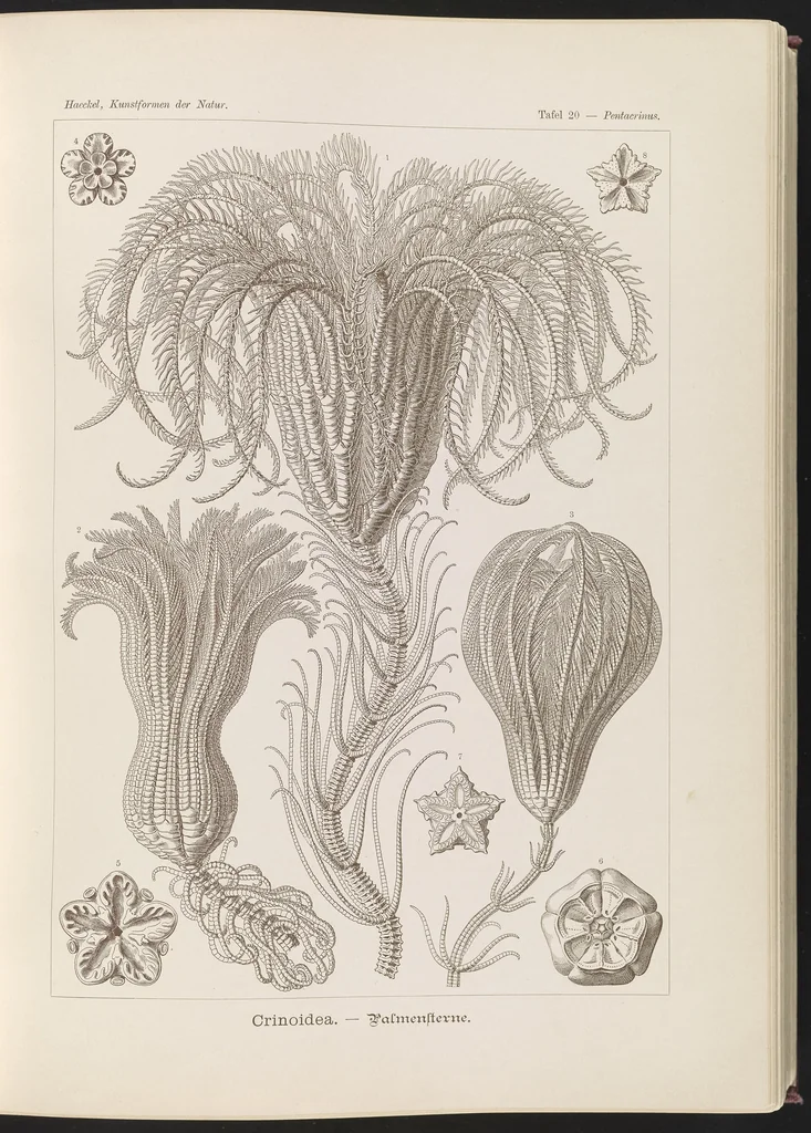 An illustration from Crinoidea. - Palmensterne LCCN2015648907, 1904