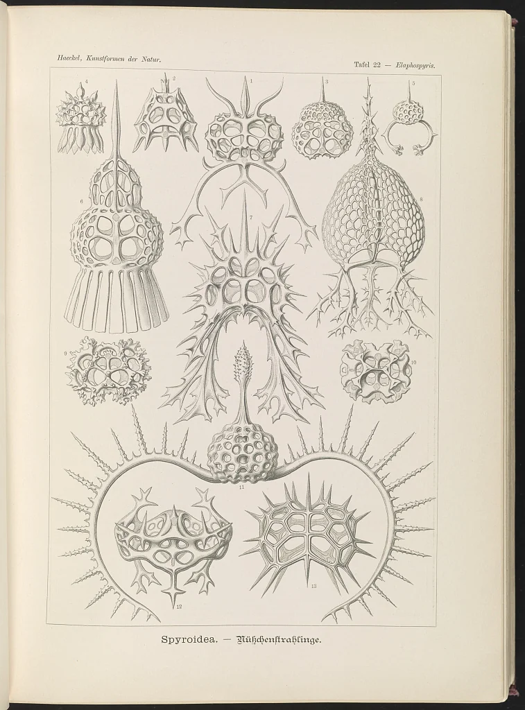 An illustration from Spyroidea. - Nükchenstrahlinge LCCN2015648909, 1904