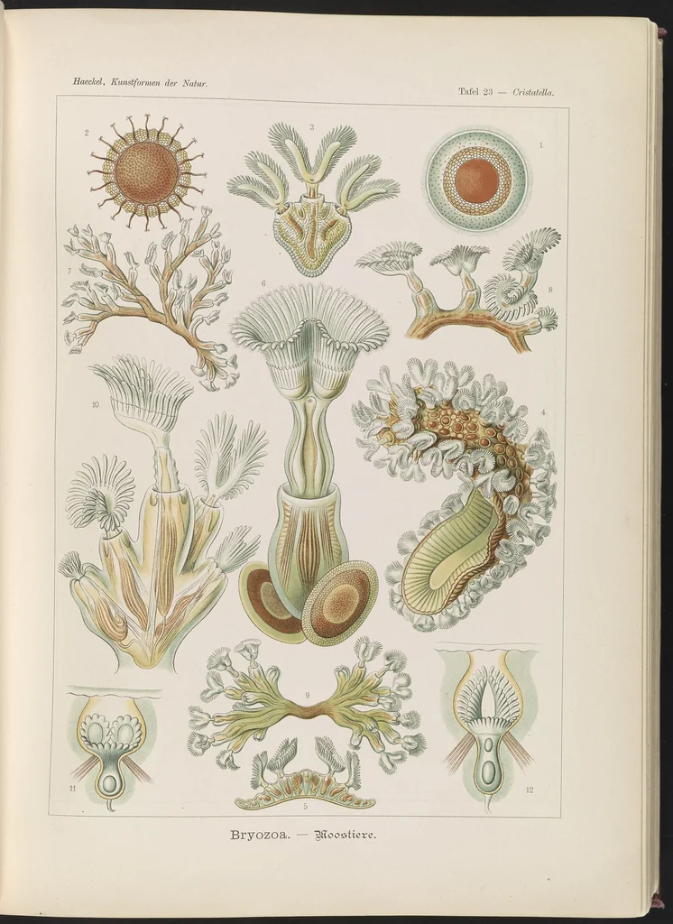 An illustration from Bryozoa. - Moostiere LCCN2015648910, 1904