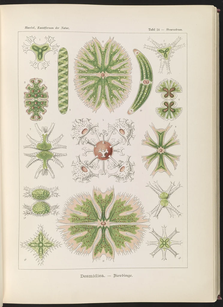 An illustration from Desmidiea. - Bierdinge LCCN2015648911, 1904