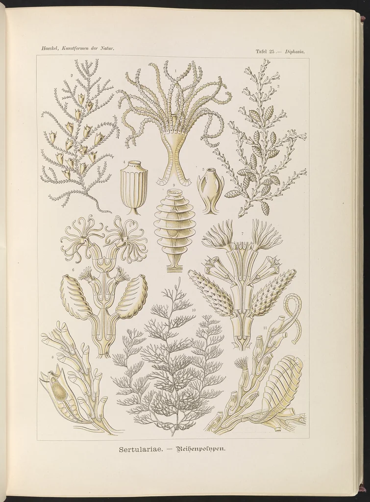 An illustration from Sertulariae. - Reihenpolnpen LCCN2015648912, 1904