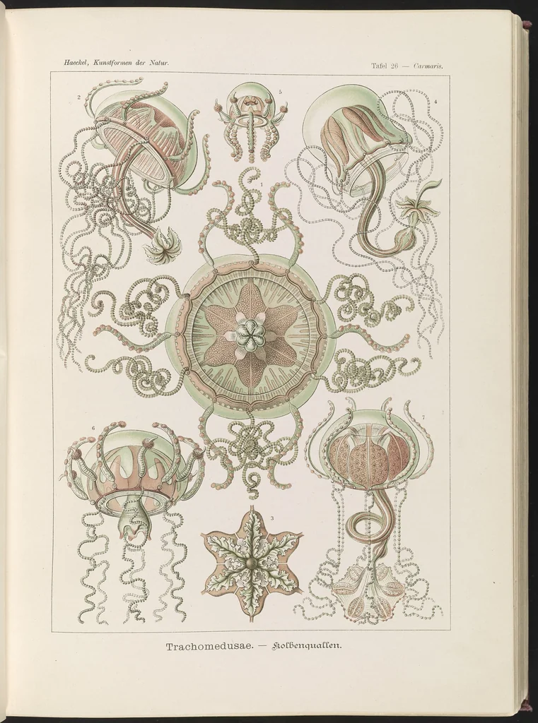 An illustration from Trachomedusae. - Kolbenquallen LCCN2015648913, 1904