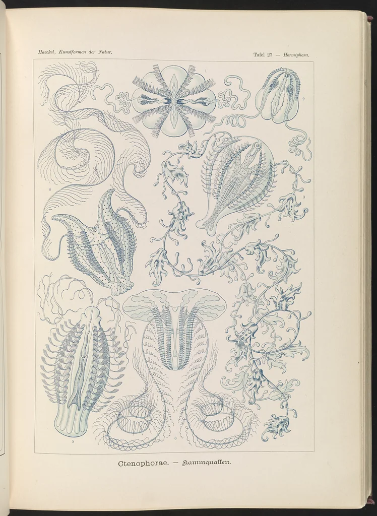 An illustration from Ctenophorae. - Kammquallen LCCN2015648914, 1904
