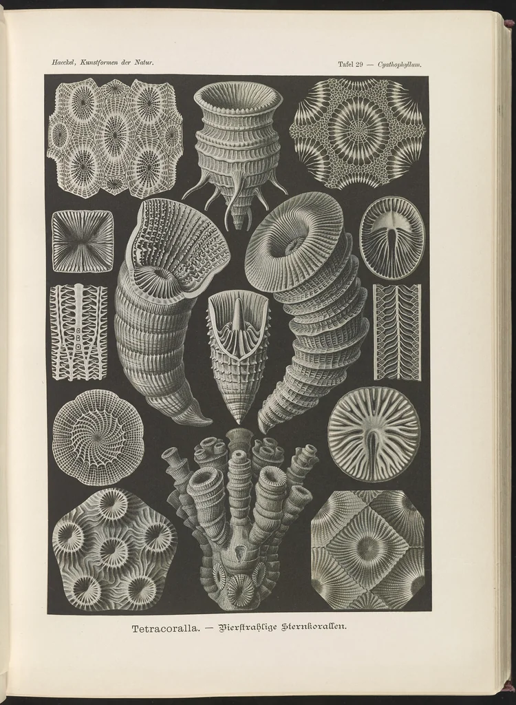 An illustration from Tetracoralla. - Bierstrahlige Sternkorallen LCCN2015648915, 1904