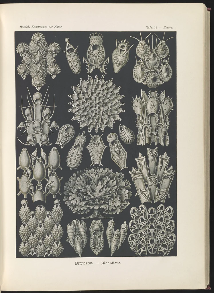 An illustration from Bryozoa. - Woostiere LCCN2015648919, 1904
