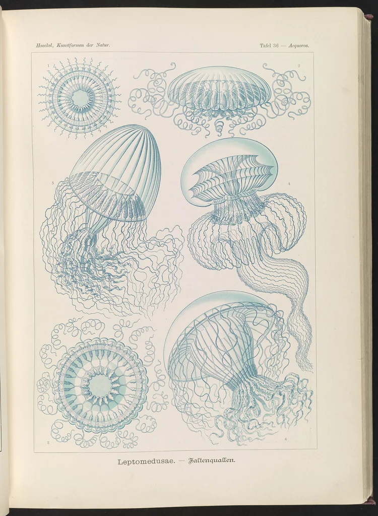 An illustration from Leptomedusae. - Faltenquallen LCCN2015648922, 1904