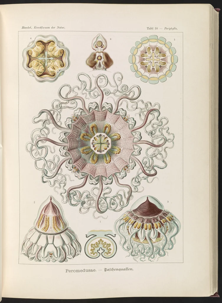 An illustration from Peromedusae. - Talchenquallen LCCN2015648924, 1904
