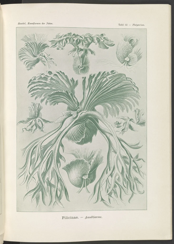 An illustration from Filicinae. - Laubfarne LCCN2015648936, 1904