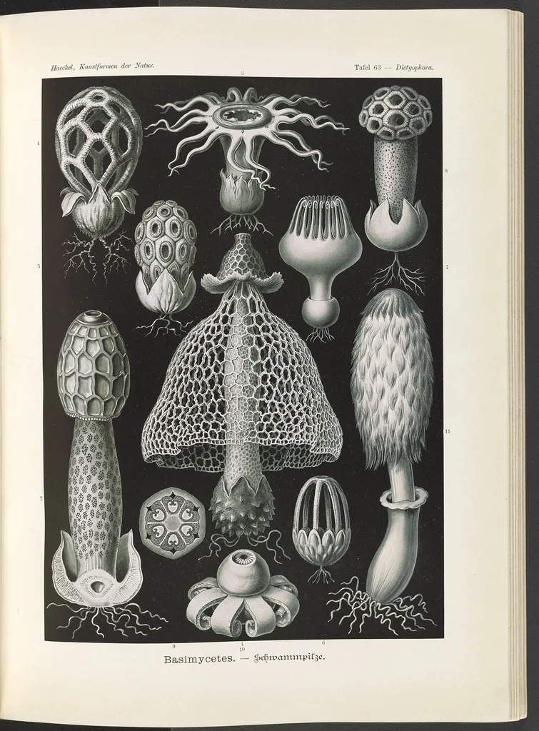 An illustration from Basimycetes. - Schwammpilze LCCN2015648945, 1904