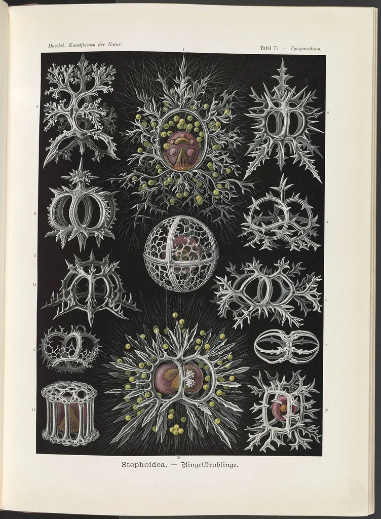 An illustration from Stephoidea. - Ringelstrahlinge LCCN2015648952, 1904