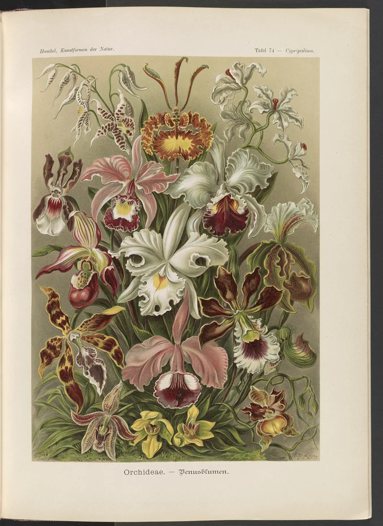 An illustration from Orchideae. - Denusblumen - A. Giltsch, gem. LCCN2015648955, 1904