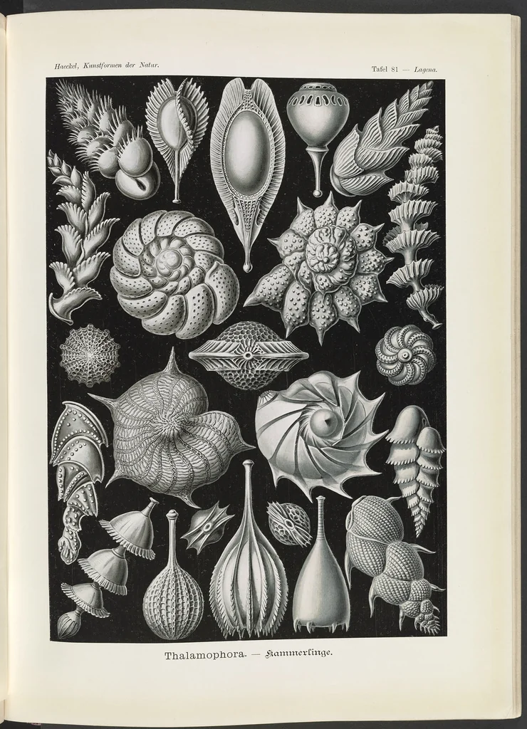 An illustration from Thalamophora. - Kammerlinge LCCN2015648962, 1904
